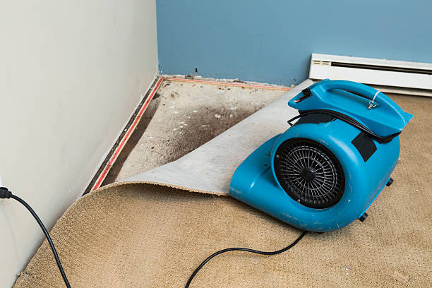 Best Water damage restoration mold remediation  in Edina, MO